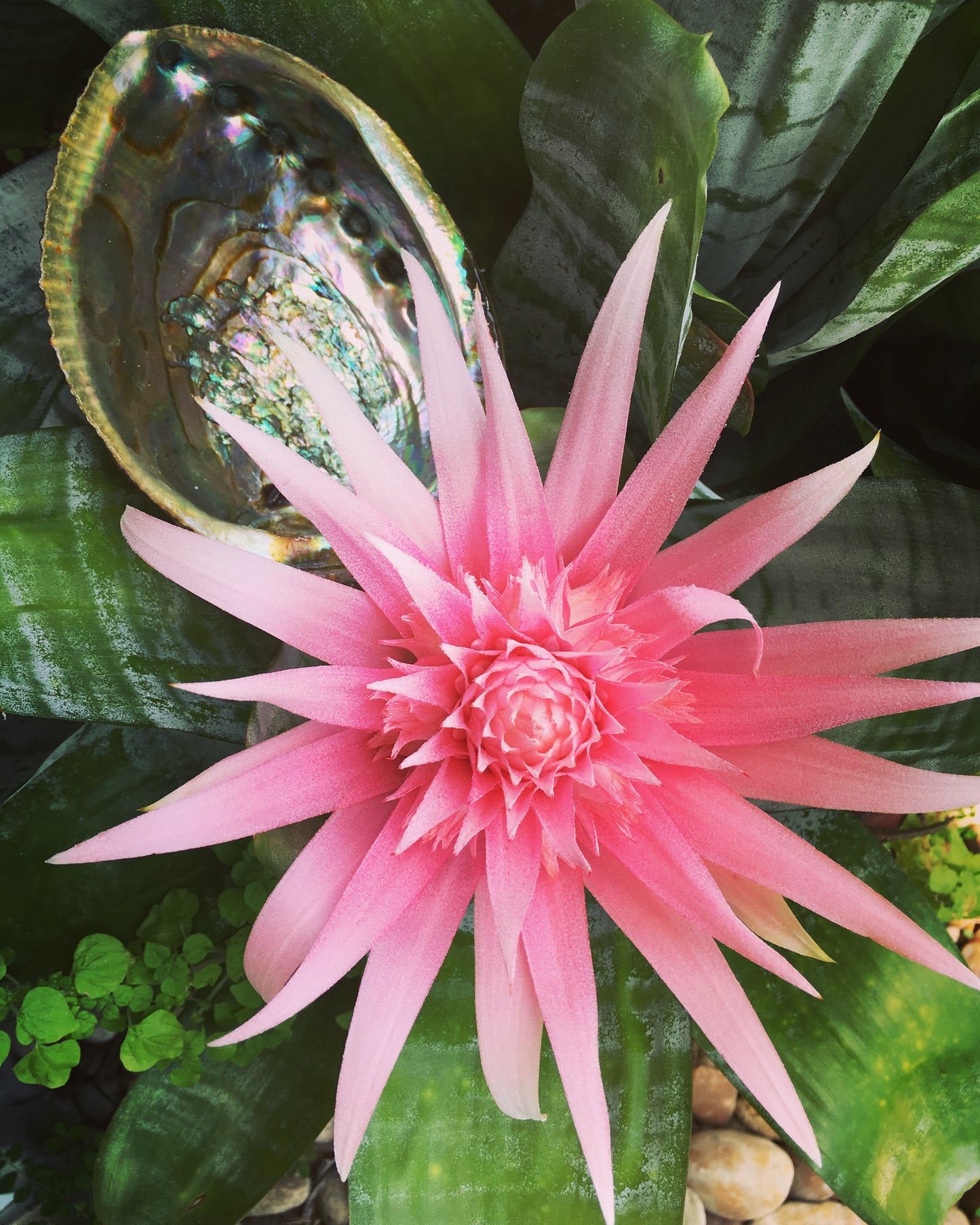 Photography for Online Marketing, Bodhi Leaf Consults