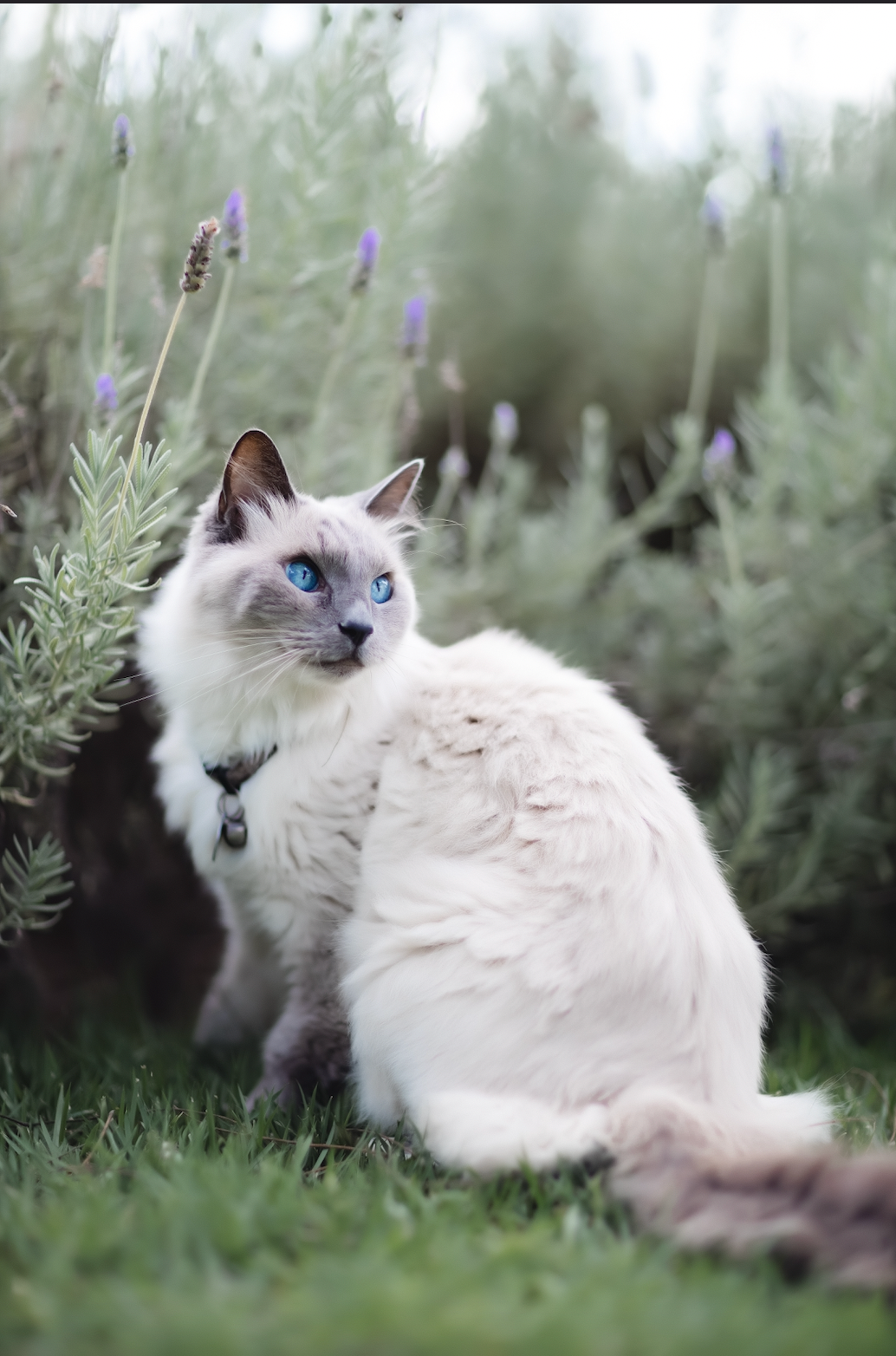 Core 4 Essentials Set, Bodhi Pets