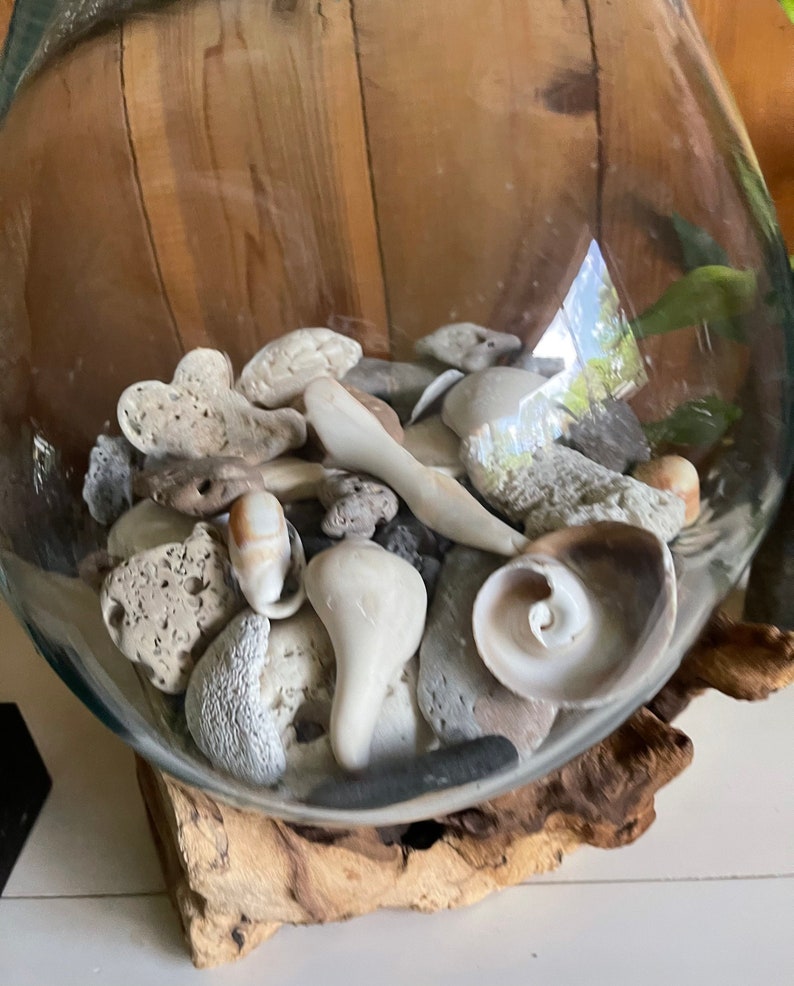 Treasures From The Sea, Molten Glass and Wood Root Sculptured Terrarium, Home Decor