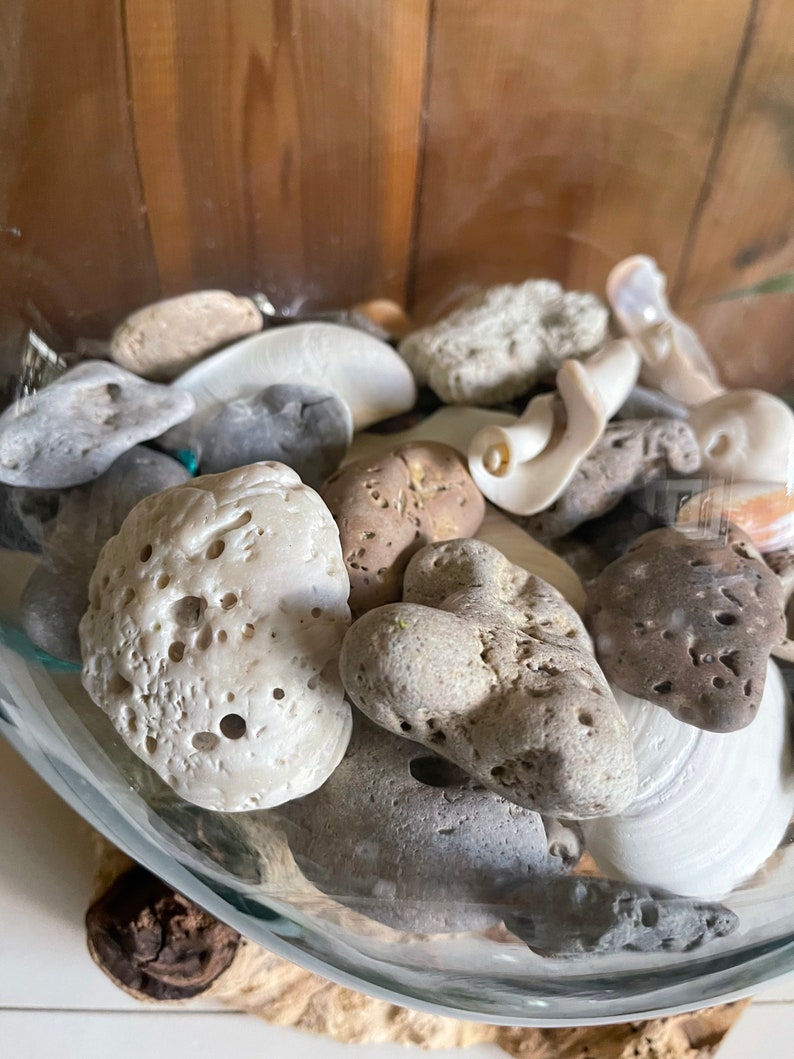 Treasures From The Sea, Molten Glass and Wood Root Sculptured Terrarium, Home Decor