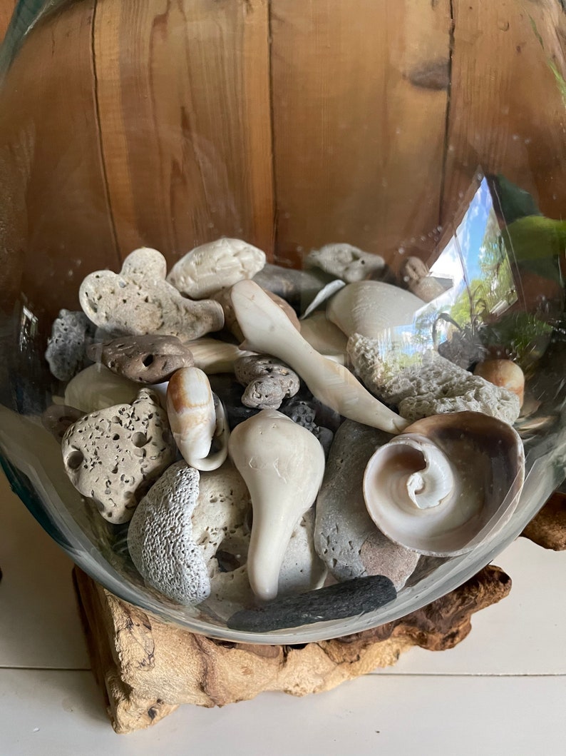 Treasures From The Sea, Molten Glass and Wood Root Sculptured Terrarium, Home Decor