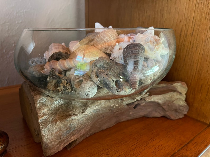 Treasures From The Sea, Molten Glass and Wood Root Sculptured Terrarium, Home Decor