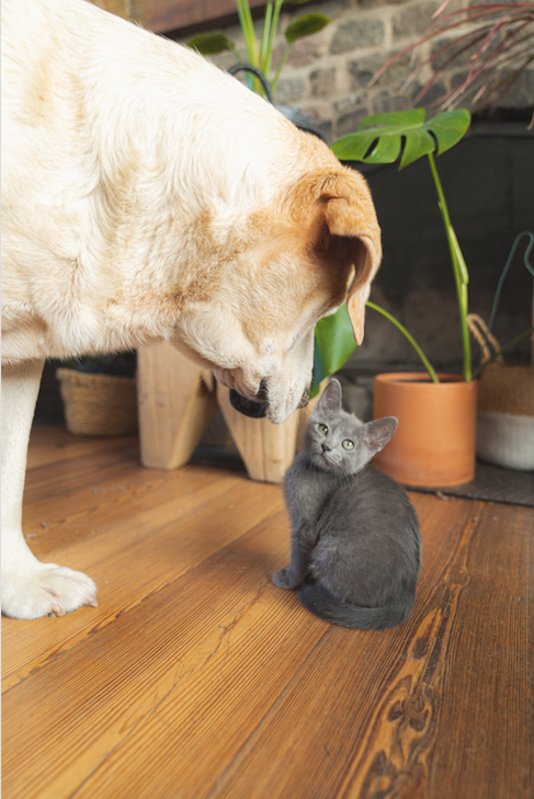 BODHI PETS
