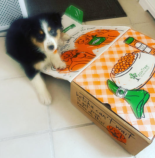 Puppy Products, Bodhi Pets