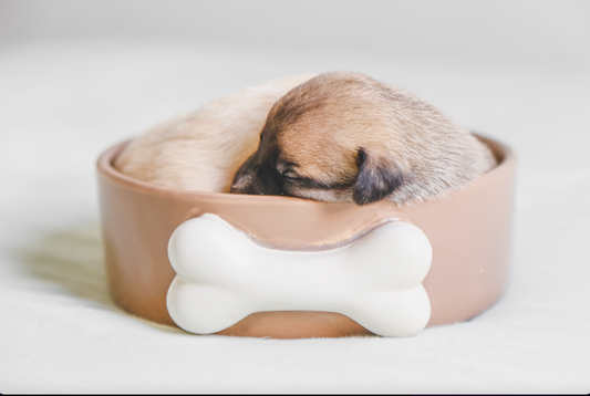 Sizzling Summer Sale 30% Off Your First Order in July, Bodhi Pets