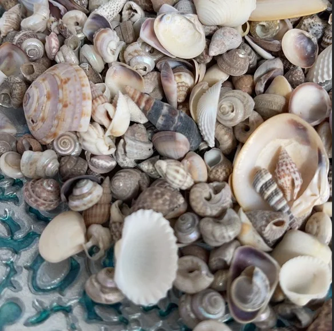 Scoop of Mini Seashells, Craft, Beach Cottage, Bodhi Gifts