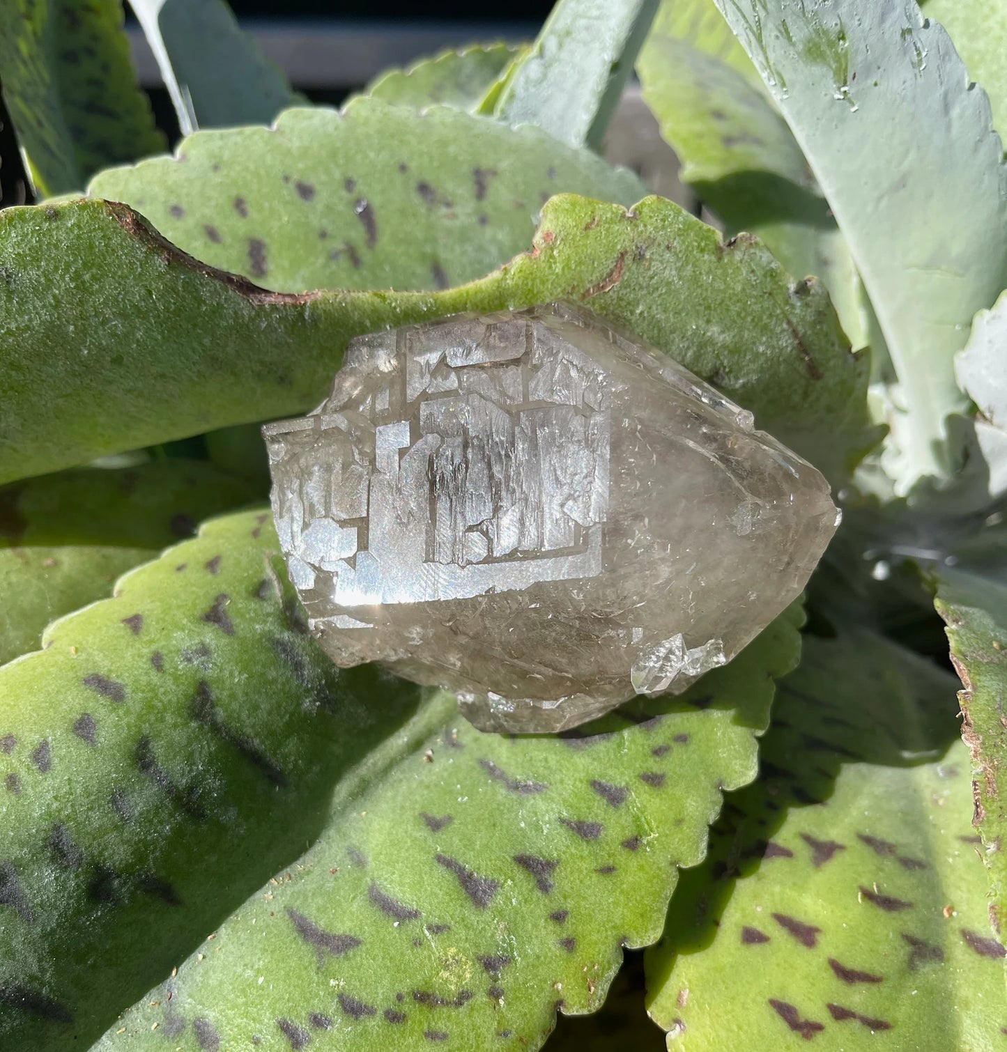 Otherworldly Beautiful Energy Skeletal Quartz, Elestial Quartz Crystal, Bodhi Crystal Magic