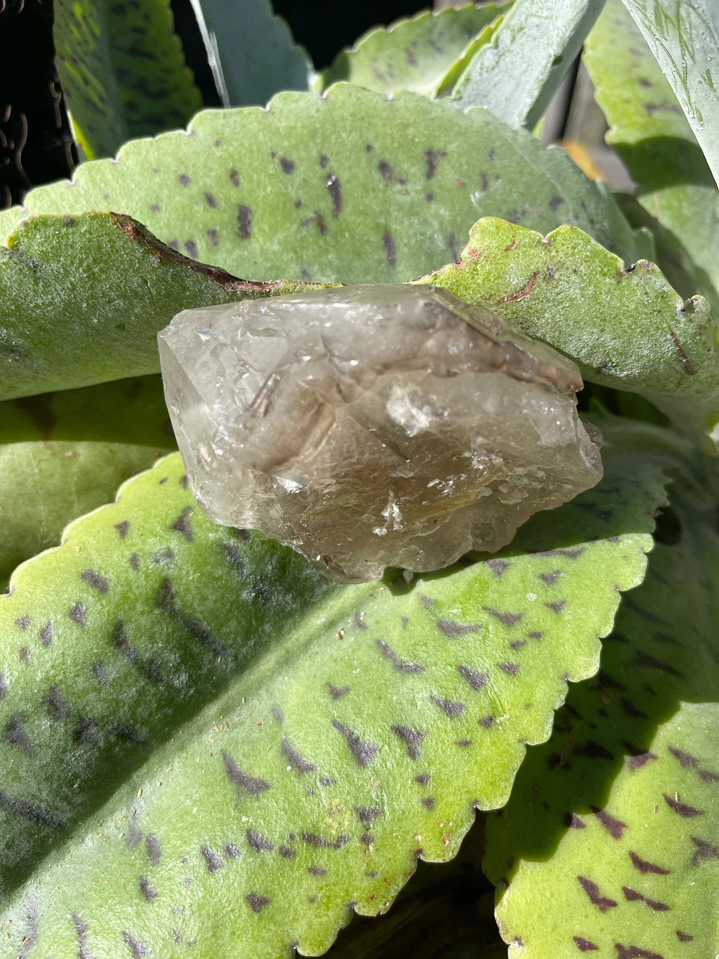 Otherworldly Beautiful Energy Skeletal Quartz, Elestial Quartz Crystal, Bodhi Crystal Magic