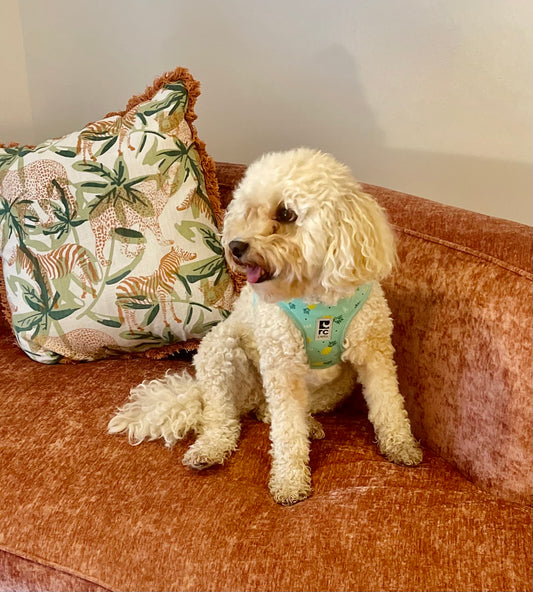 Brain Drops, Small Chews for Dogs, Bodhi Pets