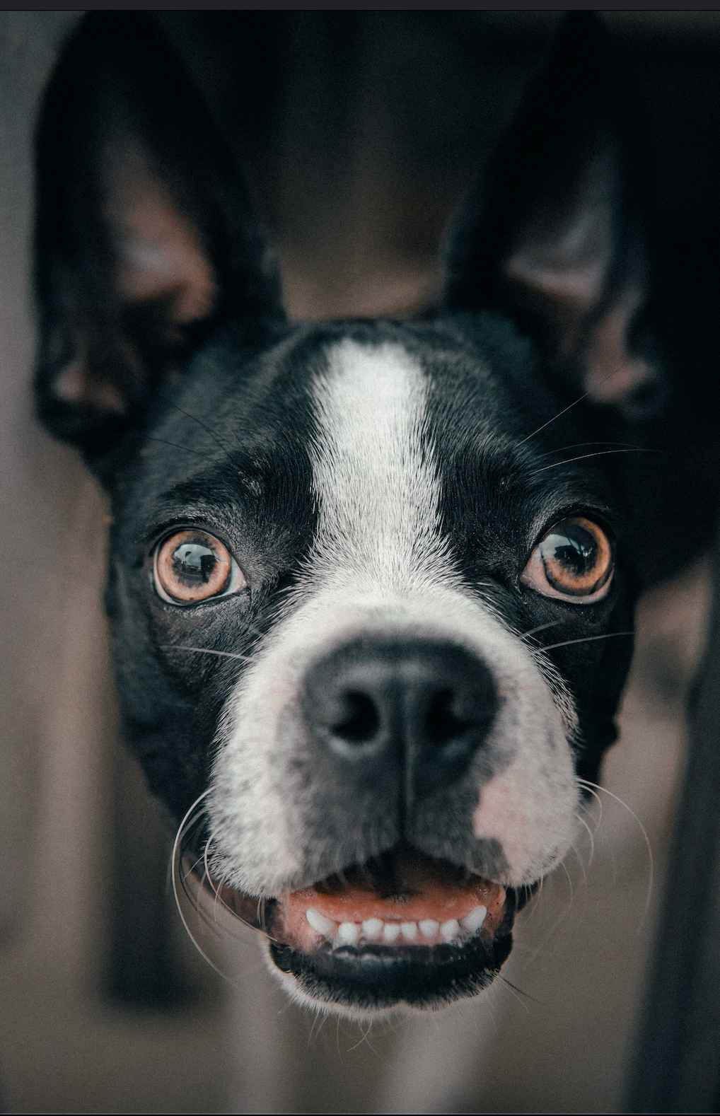 pawPairings® Chicken Medley Superfood Seasoning, Bodhi Pets