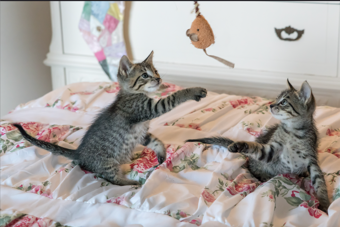 Cat and Kitten Toy Collections, Bodhi Pets