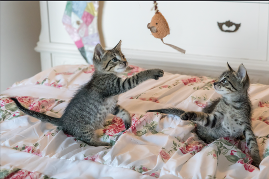 Cat and Kitten Toy Collections, Bodhi Pets