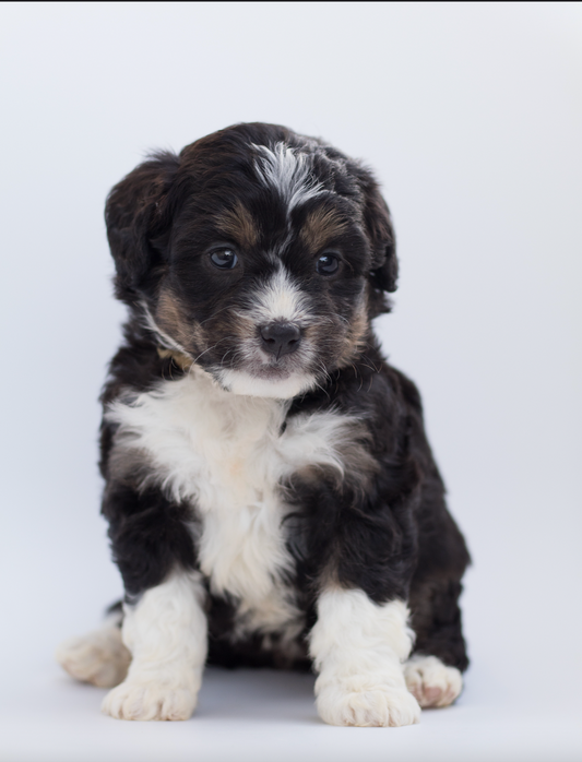 High Quality Nutrition For Puppies, Bodhi Pets