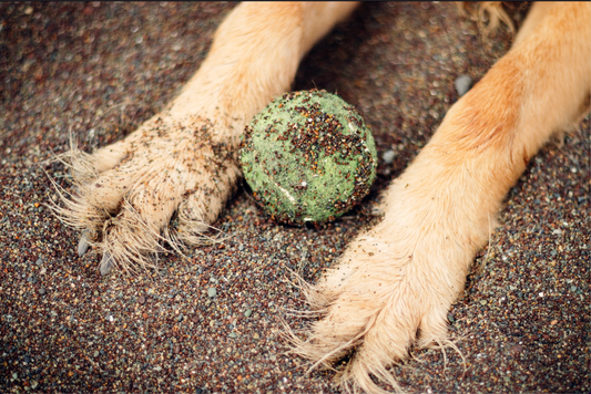 Dirty Paws, Bodhi Pets