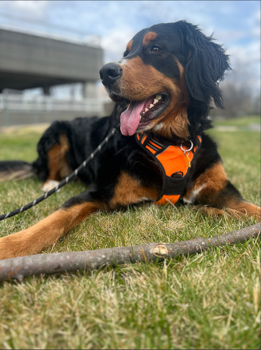 Digestive Issues, Bodhi Pets