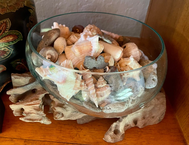 Treasures From The Sea, Molten Glass and Wood Root Sculptured Terrarium, Home Decor